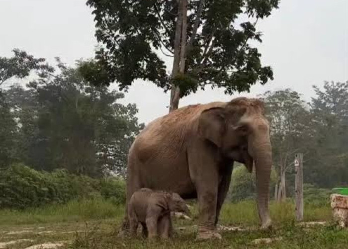 Titiek Soeharto Beri Nama 'Ganesha' untuk Bayi Gajah Sumatera yang Lahir di Tesso Nilo