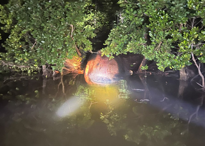 Geger! Bangkai Paus Raksasa 8 Meter Ditemukan Tersangkut di Hutan Mangrove Inhil Riau