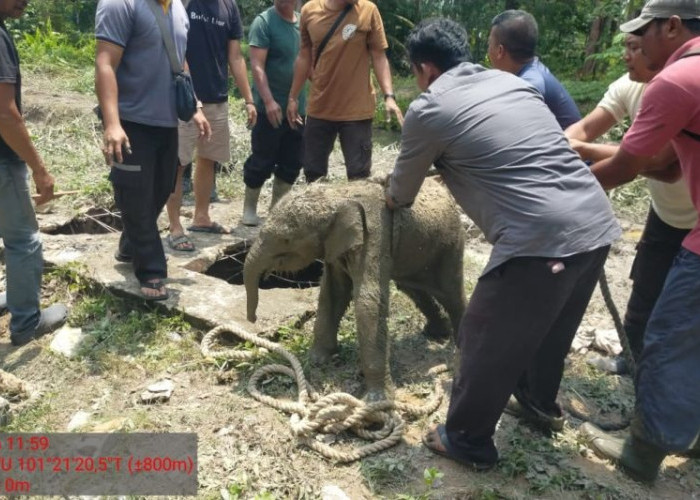 Aksi Heroik Penyelamatan Bayi Gajah Betina dari Lubang Septic Tank Maut, Dramatis Selama 45 Menit!