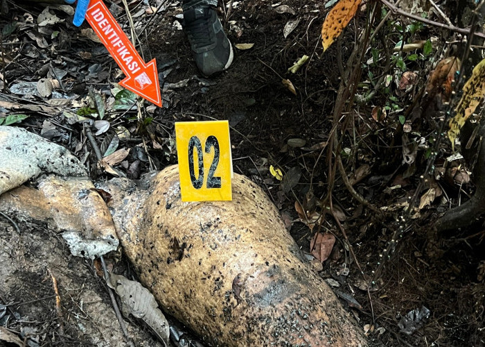 Buruan Nasional! Polda Riau Kejar Pembunuh Gajah Sumatera di Pelalawan!