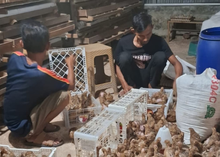 RT di Pekanbaru Sulap Lahan Tidur Jadi Bisnis Puyuh, Kini Tembus 2.000 Ekor