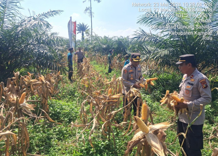 Perkuat Ketahanan Pangan, Polsek Kampar Kiri dan Petani Sukses Panen Raya 1 Ton Jagung Pipil