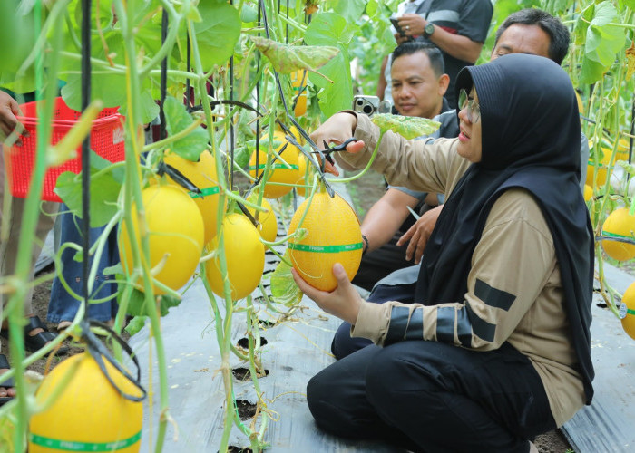 Agro Wisata Siak Farm Panen Raya: Cuan Meledak 3,6 Ton Melon Premium, Ini Rahasianya!