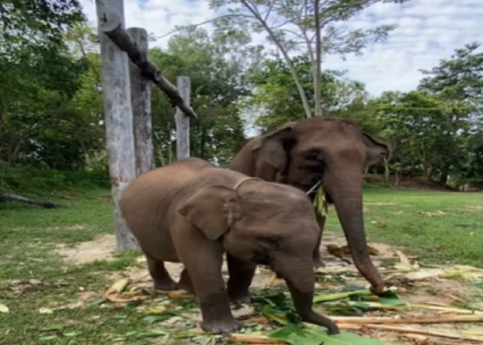 Domang dan Tari, Anak Gajah Sumatera di Tesso Nilo Bakal Punya KTP, Simbol Perlindungan Satwa Langka