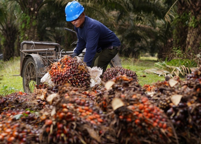 AWAS RUGI BANDAR! Harga Sawit Riau Dipermainkan, Disbun Rilis Aturan Tegas Sikat Pabrik Nakal!