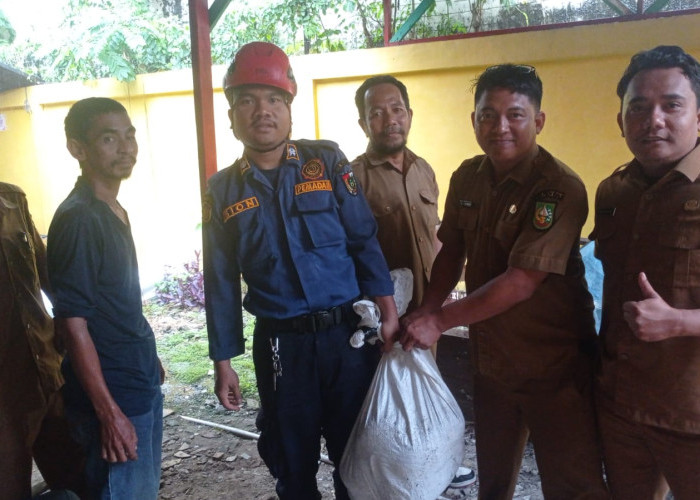 Geger! Ular Piton 5 Meter Ngantor di Dinas Kebudayaan Riau, Tim Rescue Turun Tangan