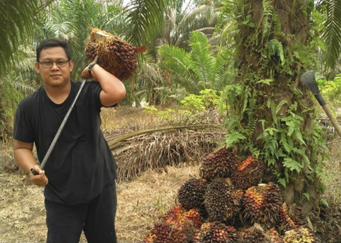 Kabar Kurang Sedap bagi Petani, Harga TBS Sawit Plasma Riau Tergelincir Akibat Pelemahan CPO