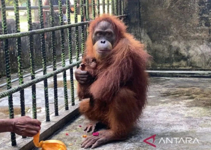 Bayi Orangutan Jantan Lahir di Riau, Pertanda Keberhasilan Konservasi Satwa Langka