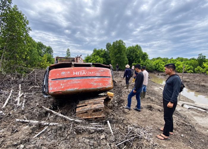 Polda Riau Usut Perambahan 111 Hektare Kawasan Mangrove Dumai, 1 Tersangka Diamankan