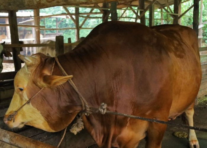 Sapi Kurban Presiden dari Riau Bikin Heboh, Bobot 907 Kg Lolos Seleksi Ketat dan Masuk Uji Kesehatan