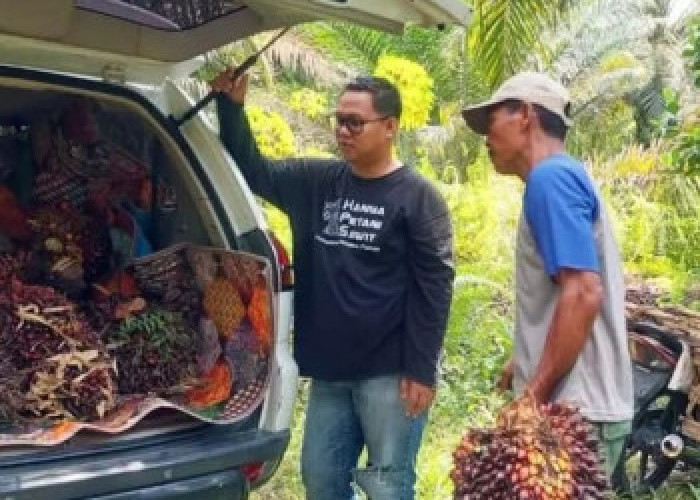 Kabar Gembira! Harga TBS Sawit Riau Naik Lagi Jadi Rp3.707 Per Kg, Petani Senang