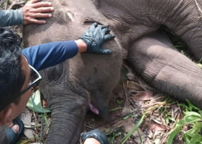 Polda Riau Selidiki Kematian Anak Gajah Sumatera di TNTN