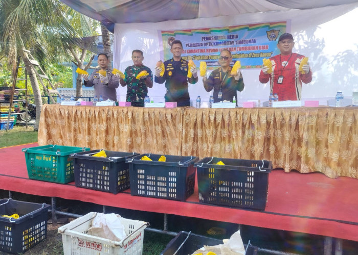 Pemusnahan Mangga Ilegal di Riau: 25,9 Ton Buah Selundupan dari Malaysia Dibakar