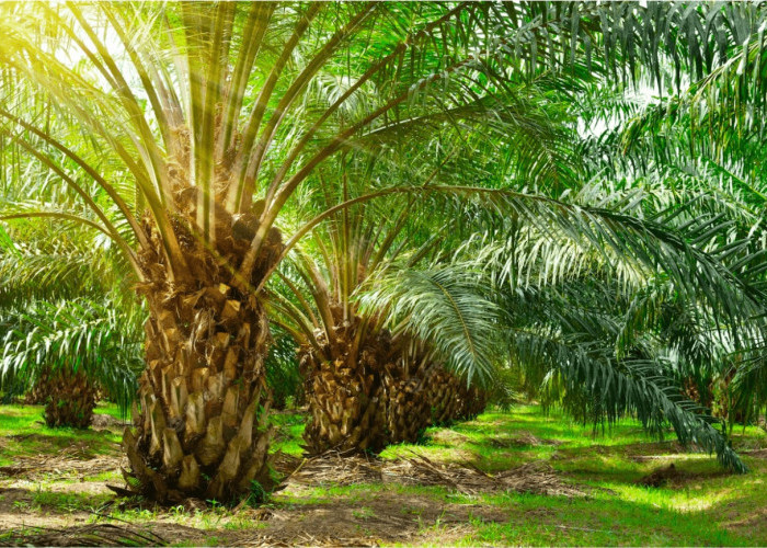 Industri Sawit Jadi Tulang Punggung Ekonomi Riau, 3,4 Juta Warga Gantungkan Hidup
