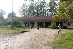 GAWAT! Serangan 11 Gajah Liar Hancurkan Mess Karyawan PT Arara Abadi di Siak, Ini Kronologinya