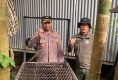 Akhir Teror 15 Hari Kera Bertaring Panjang di Inhil, Masuk Perangkap dan Dievakuasi BBKSDA