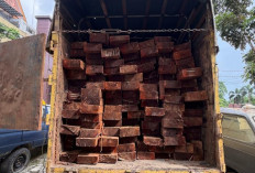 Illegal Logging di Cagar Biosfer Giam Siak Kecil Terbongkar, Sopir Truk Angkut 10 Kubik Kayu Diamankan