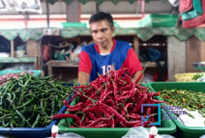 Harga Cabai Riau Anjlok Drastis dari Rp120 Ribu! Emak-emak Kini Bisa Bernapas Lega
