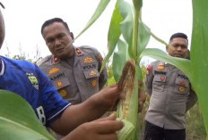 1 Hektare Jagung di Rengat Barat Rusak Diterjang Banjir, Polisi Turun Tangan Selamatkan Ketahanan Pangan
