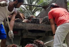 Harga TBS Sawit Riau Melejit Jadi Rp3.900 per Kg, Petani Plasma Full Senyum ​