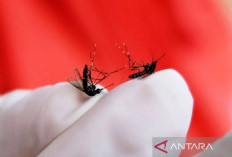 Awas Ancaman Mematikan! Kasus DBD Riau Meledak 1.682 Orang Terjangkit, 12 Tewas, Cek Lingkunganmu Sekarang!