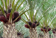 Panen Cuan! Harga TBS Sawit Riau Periode 17–23 Desember Naik, Tembus Rp3.479/Kg!