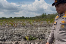 Kerusakan Mangrove Rokan Hilir: Kapolda Riau Sikat Penjahat Lingkungan