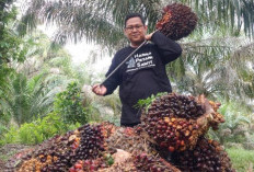 Harga Sawit Swadaya Riau Melesat Naik, Tembus Rp3.781 per Kilogram