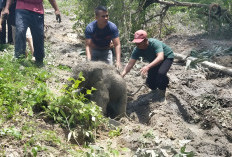 Geger! Detik-Detik Mencekam 11 Gajah Sumatra Ngamuk di Siak, Ternyata Ada Fakta Mengharukan di Baliknya