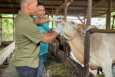 Siaga Satu Penyakit Ternak! Riau Guyur Puluhan Ribu Vaksin dan Obat ke Daerah!