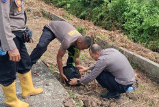 Perkuat Ketahanan Pangan, Jagung Pipil Tumbuh Bagus di Batu Panjang