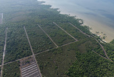 Polda Riau Selidiki Perusakan 100 Hektare Mangrove di Rokan Hilir