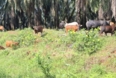 Pemprov Riau Lelang 50 Ekor Sapi Hari Ini, Sapi Bali 449 Kg Jadi Rebutan