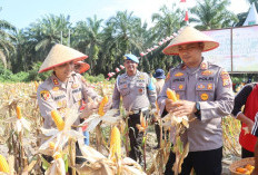 Polres Dumai Panen Raya Jagung! Simbol Ketahanan Pangan Nasional 2026 yang Bikin Dompet Petani Tebal