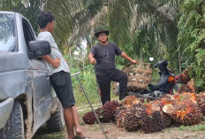 Pecah Rekor! Harga TBS Sawit di Riau Pecah Rekor, Tembus Rp4.075 per Kilogram