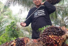 Harga TBS Sawit Riau Naik Periode 1–7 Juli 2026, Kelompok Umur 9 Tahun Tembus Rp3.781 per Kg