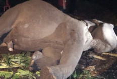 Gajah Indro Mati di Tesso Nilo Riau, Tim Medis Gagal Lakukan CPR