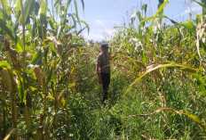 Waspada Krisis Pangan! Polisi Siak Gerak Cepat Kawal Lahan Jagung Raksasa 5 Hektar Siap Panen