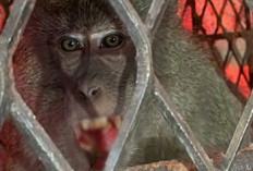 Monyet Ganas Pemangsa Belasan Warga Tembilahan Akhirnya Masuk Perangkap