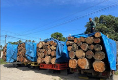 Gawat! Kemenhut Bekukan Izin Kayu di 3 Provinsi Sumatera! Modus Illegal Logging di Tengah Banjir Diwaspadai!