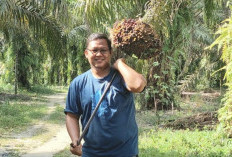 Harga TBS Sawit Melejit Nyaris Rp4.000, Petani Riau Sejahtera