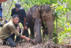 Dramatis! Anak Gajah Sumatera Terluka di Tesso Tenggara Diselamatkan Tim BBKSDA Riau!