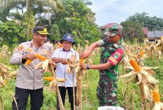 Polsek Kampar Kiri Gelar Panen Raya Jagung, Bulog Riau Langsung Borong Habis!