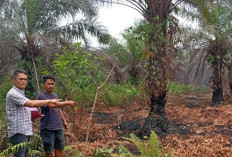 Karhutla Bengkalis Bongkar Kebun Sawit Ilegal, Polisi Tetapkan Petani Jadi Tersangka