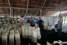 Sikat Mafia Mangrove, Polda Riau Amankan 100 Ton Arang Ilegal Siap Ekspor ke Malaysia