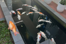 Geger! Blackout Sumatera Bikin 29 Koi Mahal Wali Kota Pekanbaru Mati Massal, UMKM Ikut Menjerit Rugi Bandar