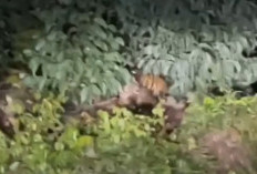 BBKSDA Riau Mitigasi Kemunculan Induk dan Anak Harimau Sumatera di Pelalawan