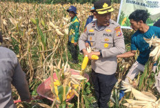 Sinergi Hebat Polsek Kampar Kiri dan Petani: Sulap Lahan 0,5 Hektar Jadi Lumbung Jagung Pipil