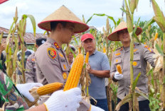 Panen Raya Jagung di Kuansing: TNI-Polri Turun ke Ladang Wujudkan Swasembada Pangan
