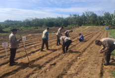 Simsalabim! Polsek Kampar Kiri Sulap Lahan Tidur Jadi Ladang Jagung